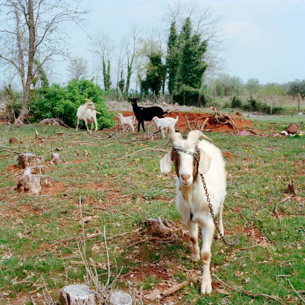 Croatia, Kaštelir. The goats of Maria and Miljenko